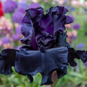 Black is Black Bearded Iris, Live Bareroot Plant, Deep Purple Flowering Perennial (1-Pack)