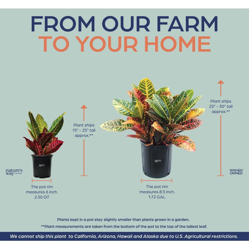 Croton Petra 15-25in. Tall Vibrant Foliage Plant in Black Pot
