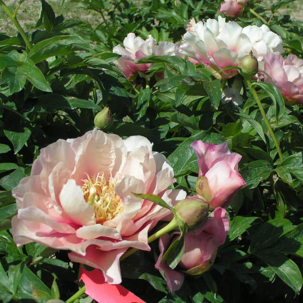 Spring Hill Nurseries 4 In Pot Itoh Peony Pastel Lilas Live Potted Perennial Pink Flower 1