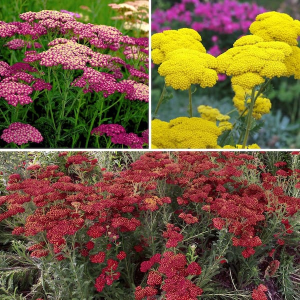 national PLANT NETWORK 3.25 in. Achillea Desert Eve Collection 3-Piece