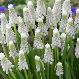 Muscari Siberian Tiger Set of 25 Bulbs