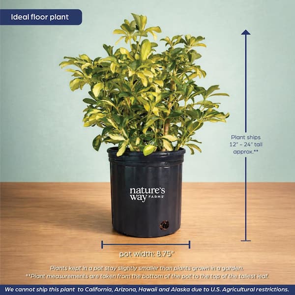 NATURE'S WAY FARMS 1.72 Gal. Trinette Arboricola Variegated