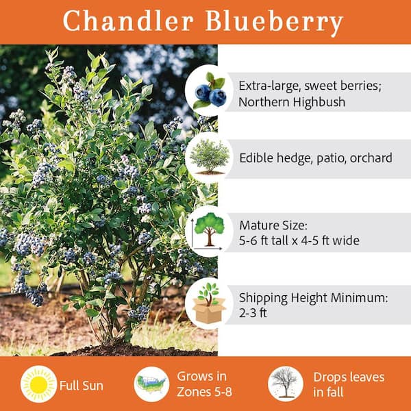 5 Gal. Chandler Northern Highbush Blueberry Tree