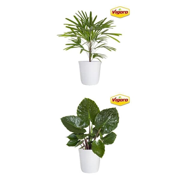 12 in. Vigoro Lady Palm Plant and 12 in. Alocasia Metalhead Plant in White Decor Pot Combo