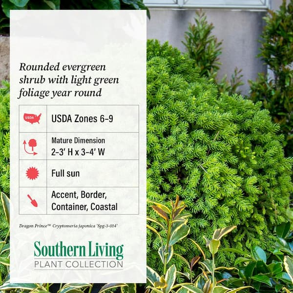 SOUTHERN LIVING 2.5 Qt. Dragon Prince Cryptomeria (Dwarf Japanese