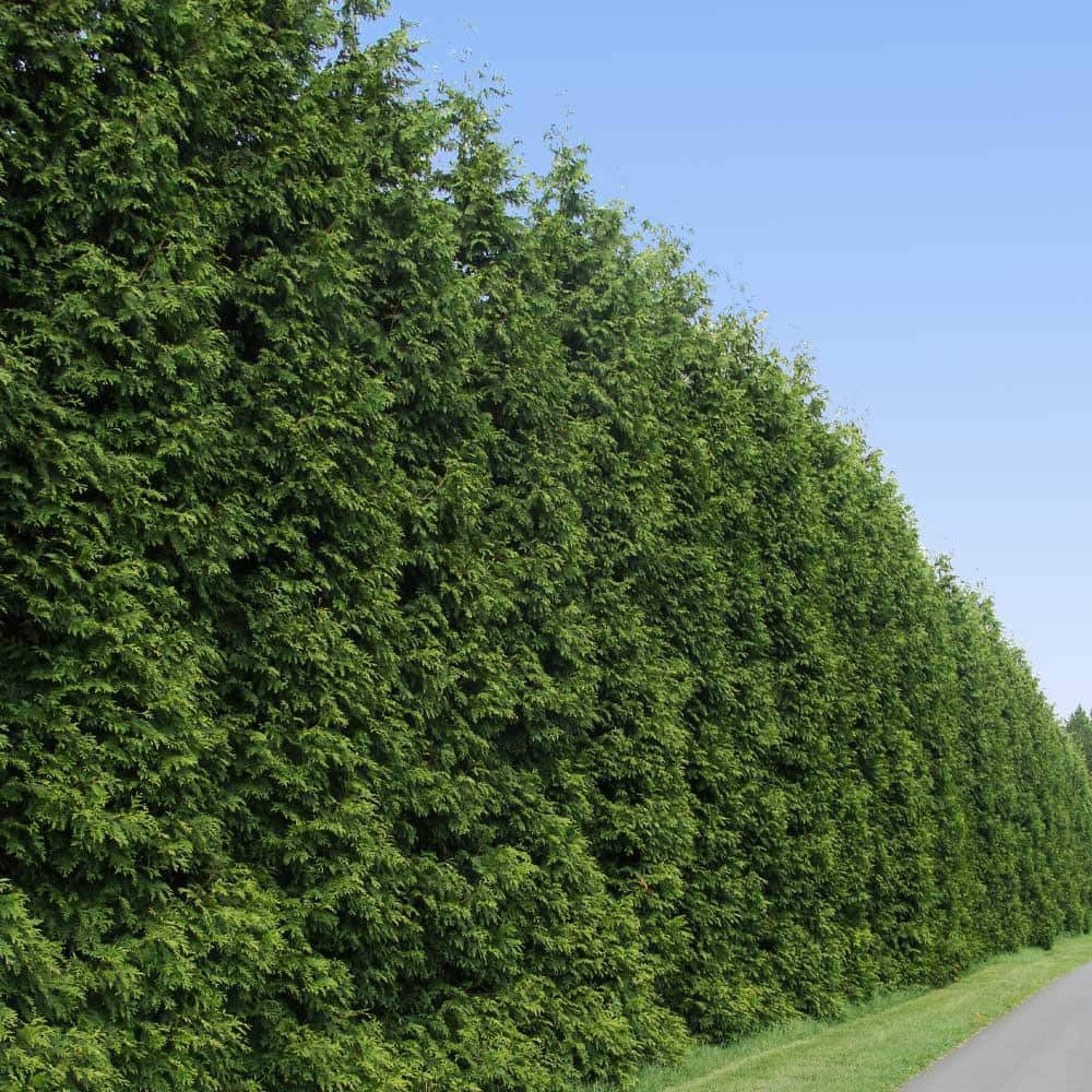 Thuja Green Giant Fast-Growing Evergreen Privacy Tree in 3-Gallon Container