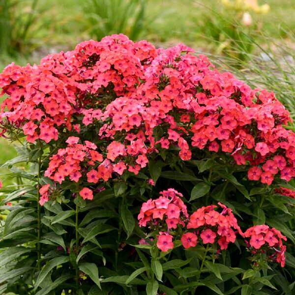 PROVEN WINNERS 1 Gal. Luminary Sunset Coral Tall Garden Phlox