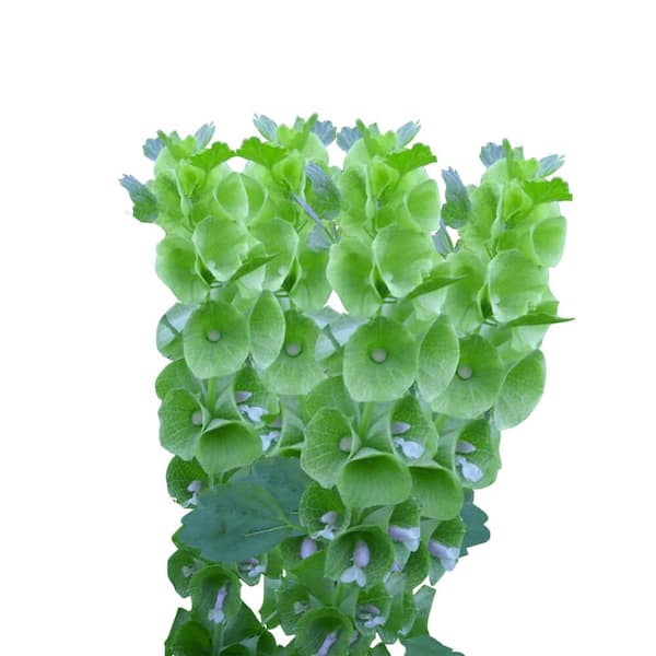 Globalrose 60 Stems of Bells of Ireland- Fresh Flower Delivery