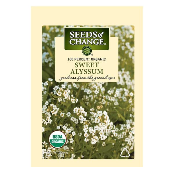 White Sweet Alyssum