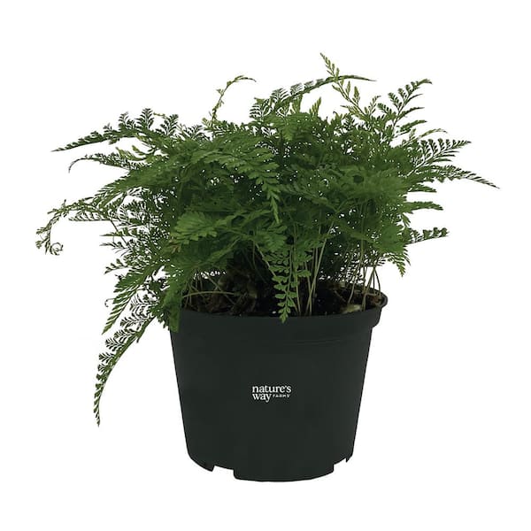 NATURE'S WAY FARMS Fern Rabbit Foot Live Indoor Plant in Growers Pot Avg Shipping Height 1 ft. to 2 ft. Tall
