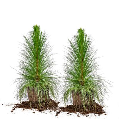 Pine Tree Outdoor Plants Garden Center The Home Depot