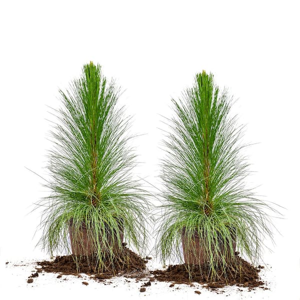 Unbranded 3 Gal. Longleaf Pine Tree (2-Pack)