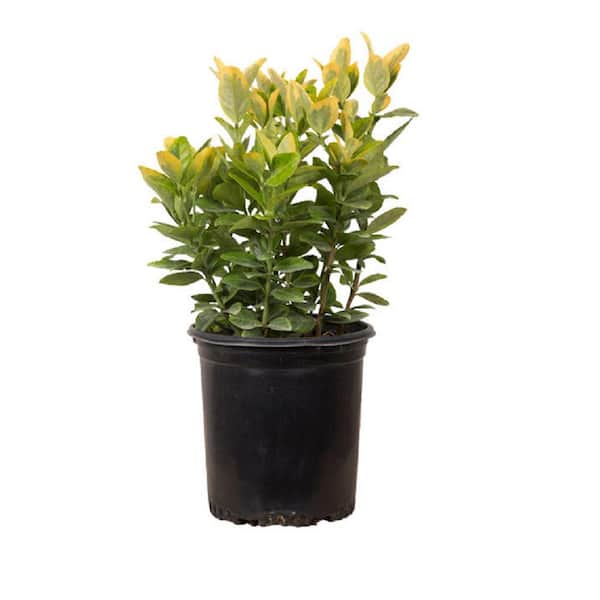 FLOWERWOOD 2.5 Qt. Golden Euonymus, Live Evergreen Shrub, Green and Gold Variegated Foliage