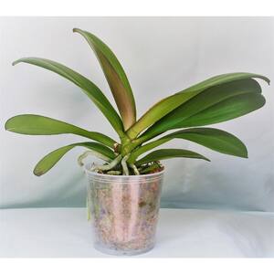 Grower's Orchid Phalaenopsis in 5 in. Plastic Pot