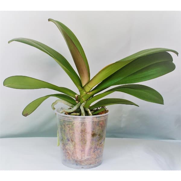Unbranded Grower's Orchid Phalaenopsis in 5 in. Plastic Pot