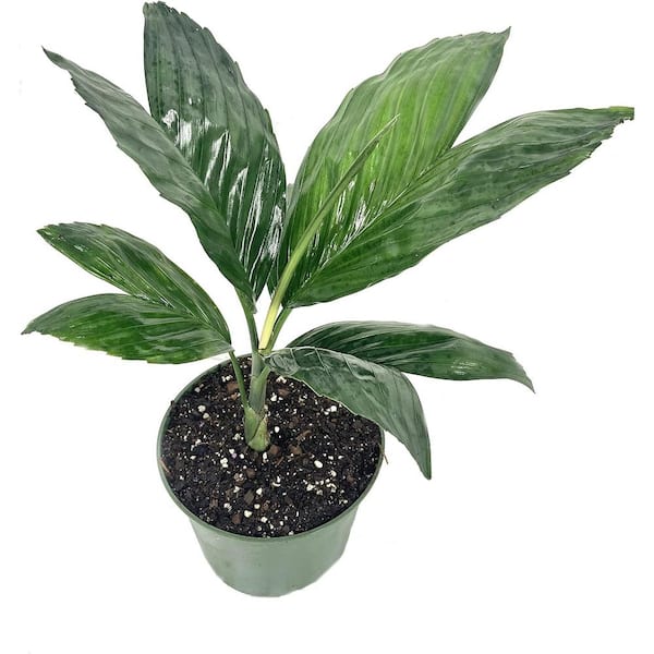 Wekiva Foliage Metal Palm Tree-Live Plant in a 6 in. Growers Pot-Chamaedorea Metallica-Rare Ornamental Palms of Florida