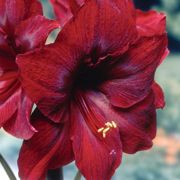 VAN ZYVERDEN Mega Amaryllis Bulb Red Pearl Limited Availability (1 