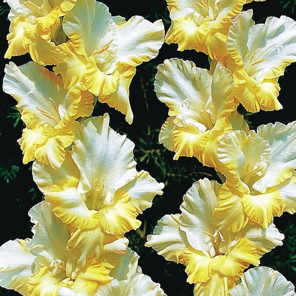 VAN ZYVERDEN Large Flowering Sunny Side Up White and Yellow Gladiolus Bulbs (12-Pack)