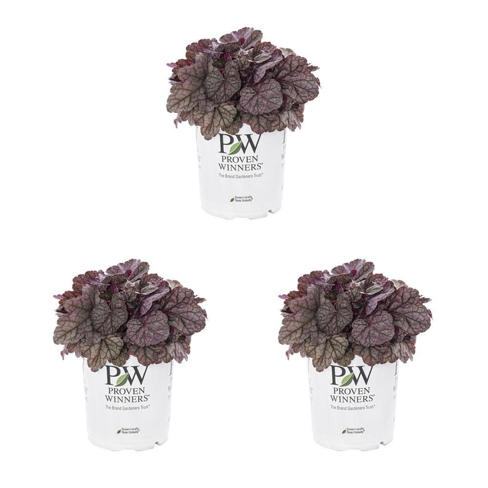 METROLINA GREENHOUSES 2.5 Qt. Heuchera Coral Bells 'Dolce Frosted Berry ...