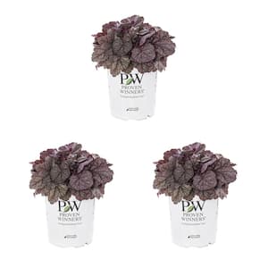 2.5 Qt. Heuchera Coral Bells 'Dolce Frosted Berry' Silver Perennial Plant (3-Pack)
