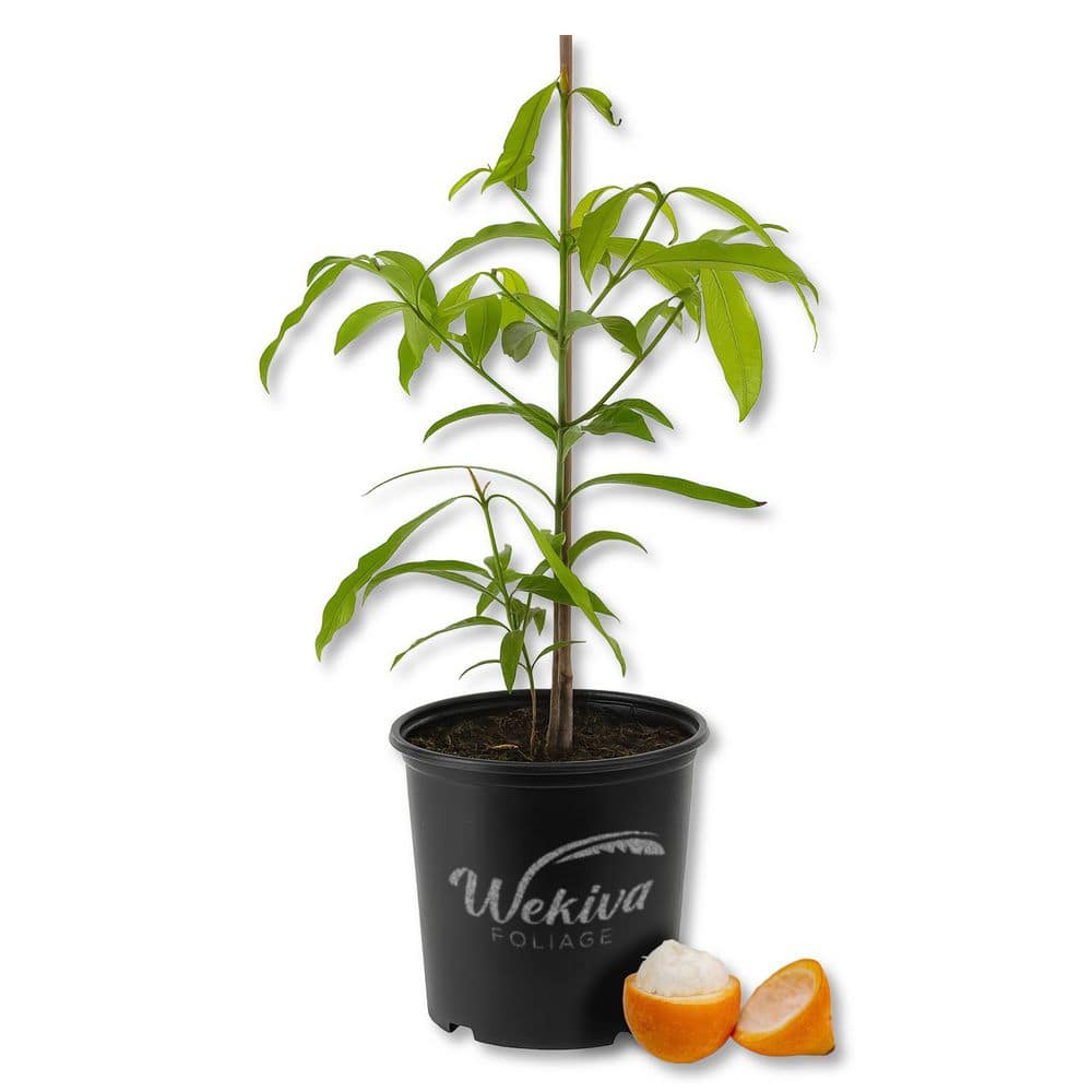 Achichiru Tree-Live Plant in a 3 Gallon Pot-Garcinia Humilis-Beautiful Edible Fruit Bearing Tropical Tree price history on PriceWatchPro