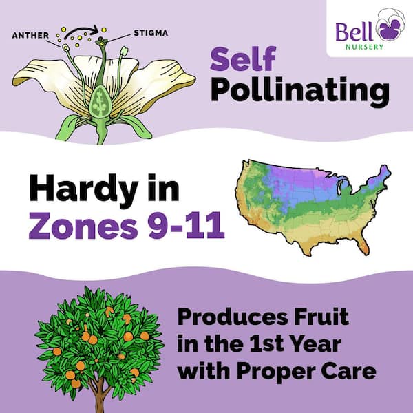 1 Gal. Improved Meyer Lemon Tree Live Tropical Tree with White Flower to Yellow Fruit (1-Pack)