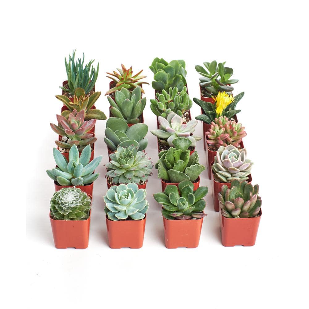 2 Inch Assorted Indoor Succulent Collection (20 Pack)