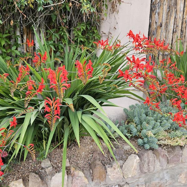 national PLANT NETWORK Crocosmia Diab Lito Fire Lily Bulbs (10