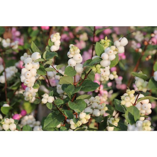 Online Orchards 1 gal. White Snowberry Native Shrub with Pure White Berries that Remain Through Winter