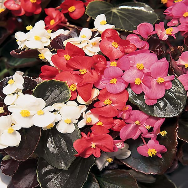 BELL NURSERY 6 in. Bronze Begonia Live Plant