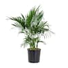 united-nursery-house-plants-20132-64.0