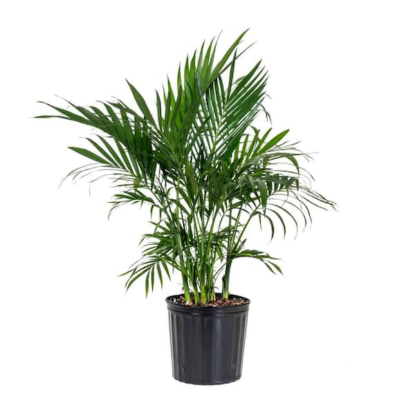United Nursery Cat Palm Chamaedorea cataractarum Plant in 9.25 inch Grower Pot