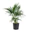 https://images.thdstatic.com/productImages/59f74bc5-cb5b-4bcb-8cc1-951b3348732b/svn/united-nursery-house-plants-20132-64_65.jpg