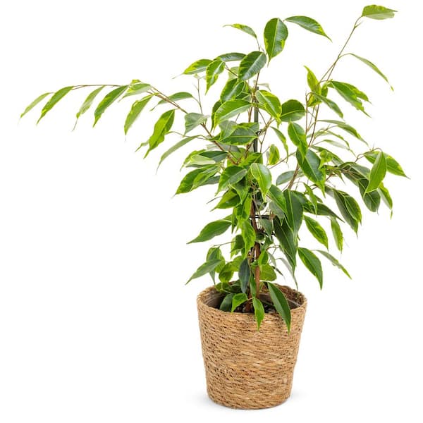 LEAFJOY Weeping Fig Ficus Benjamina Anastasia in 7in. Wicker Jute Basket