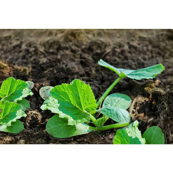 Burpee PINT ZUCCHINI PLANT DARK GREEN-3 PACK 4804P2 - The Home Depot