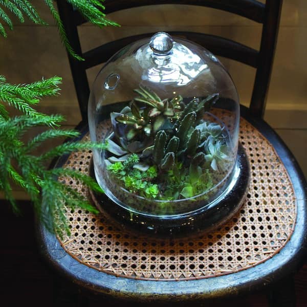 Glass Cloche Terrarium Planter/ Small Bell Jar / DIY Terrarium Kit / Easy  Houseplant