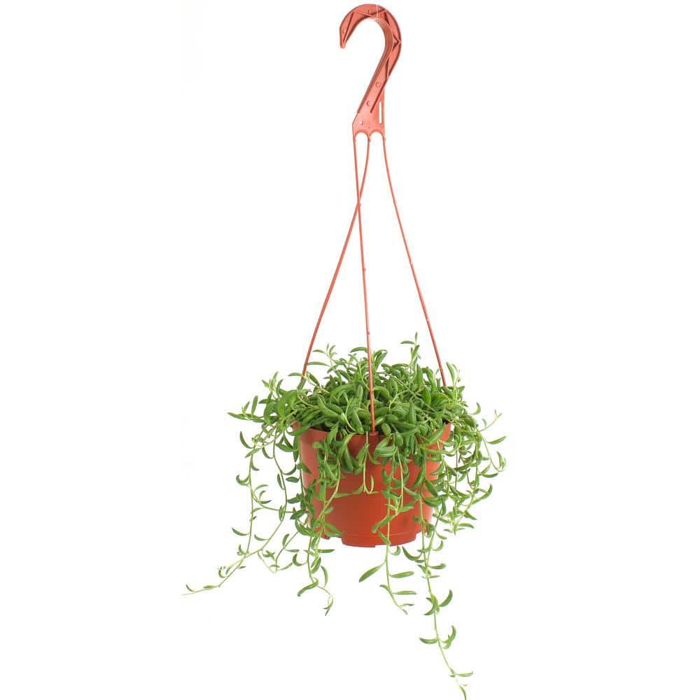 artificial snake plant in stand Grass/Snake Plant – Lux Art Silks