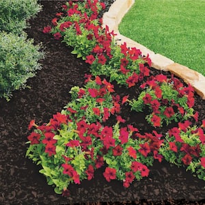 ENVIROCOLOR 9,600 sq. ft. Black Forest - Black Mulch Colorant Concentrate  851612002186 - The Home Depot