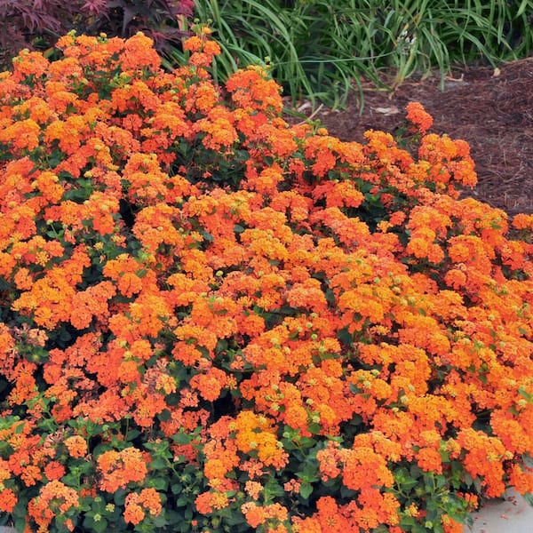 Have a question about national PLANT NETWORK 4 in. Lucky