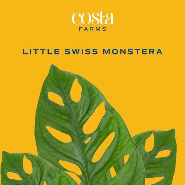Costa Farms - Trending Tropical Little Swiss Cheese Monstera Indoor Plant in 6 in. Self-Watering Planter