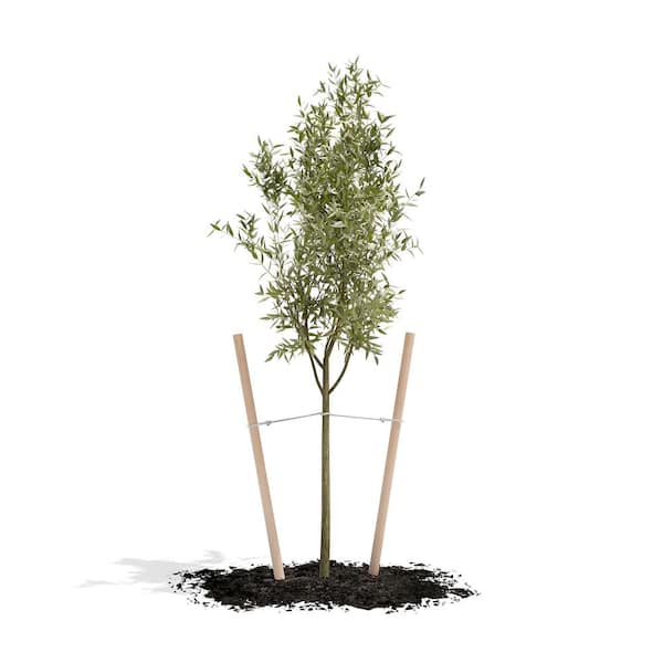 Greenes Fence - 6 ft. Round Tree Stake Lodge-Pole (12-Pack)
