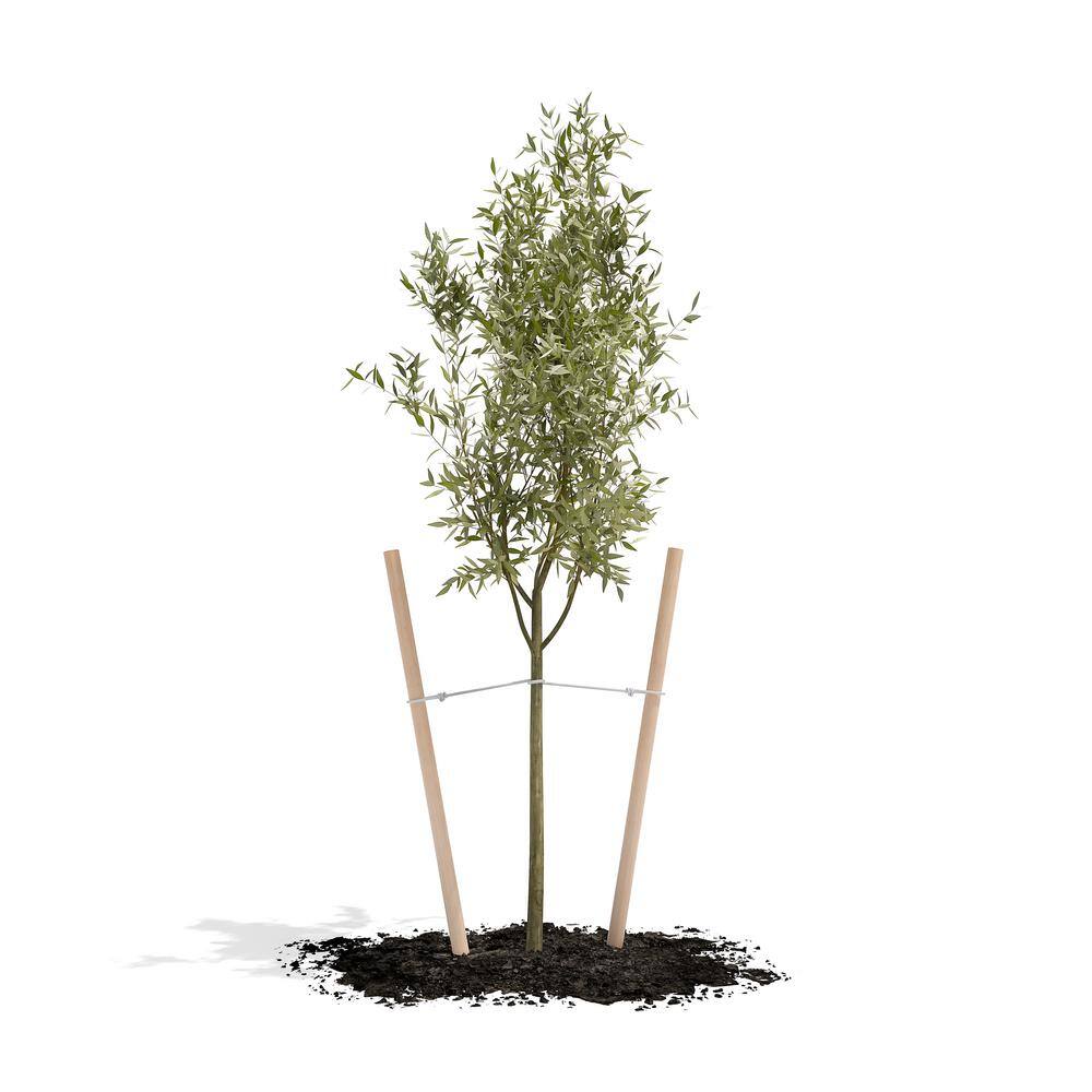6-Foot Untreated Wooden Round Tree Stakes, 12-Pack