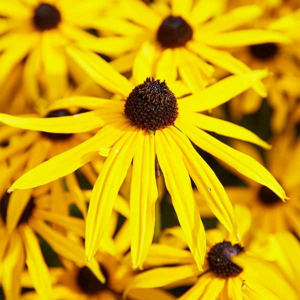 VAN ZYVERDEN Rudbeckia Goldstrum (Set of 5 Roots) 83531