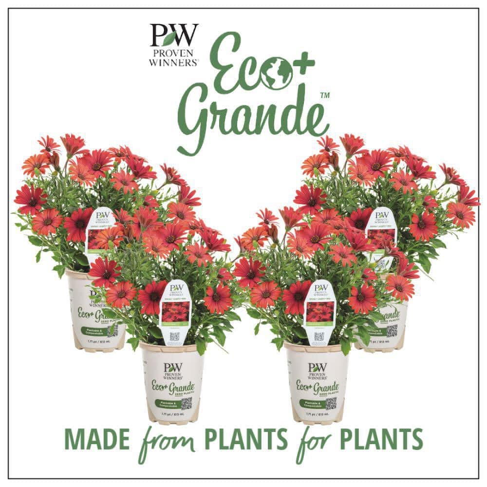 希少　ペトロフィル　エリシフォリア　良株花芽多数 proven-winners-annual-flowers-