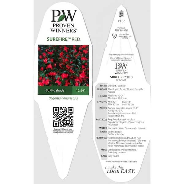 PROVEN WINNERS 4-Pack,  in. Grande Surefire Red (Begonia) Live Plant,  Red Flowers BEFPRW0027524 - The Home Depot