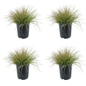 2.5 qt. Perennial Grass Deschampsia Northern Lights (4-Pack)
