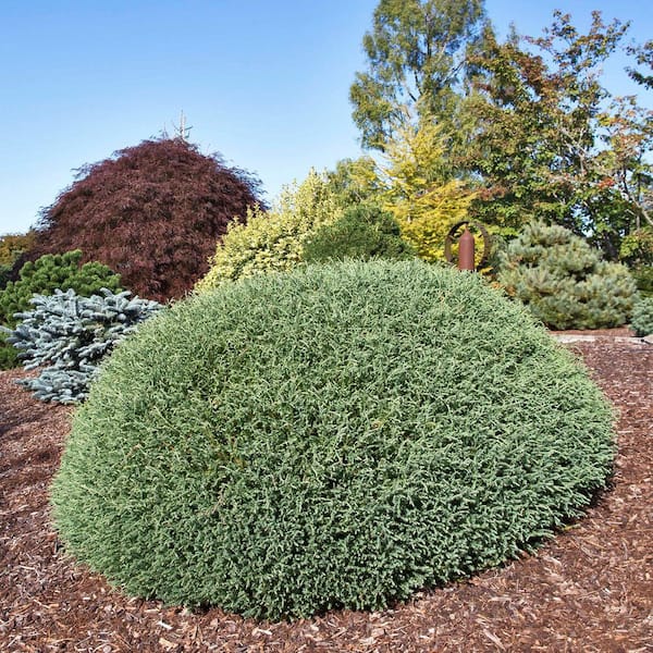 DIRECT GARDENING 1 Gal. Pot, Mister Bowling Ball Arborvitae Bush