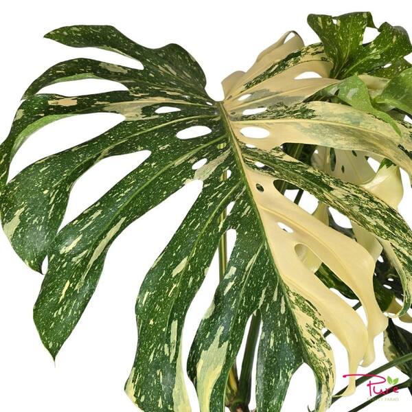 Pure Beauty Farms 1.9 Gal. Thai Constellation XL Monstera Deliciosa Live  Indoor Plant in Deco Weave Basket DC2GTHAICONXL - The Home Depot