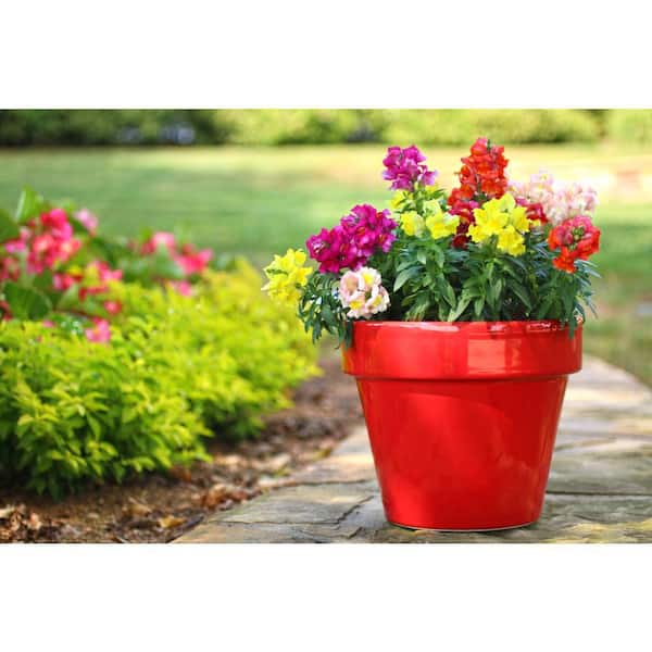METROLINA GREENHOUSES 1 Pt. Snapdragon Purple Annual Plant (6-Pack