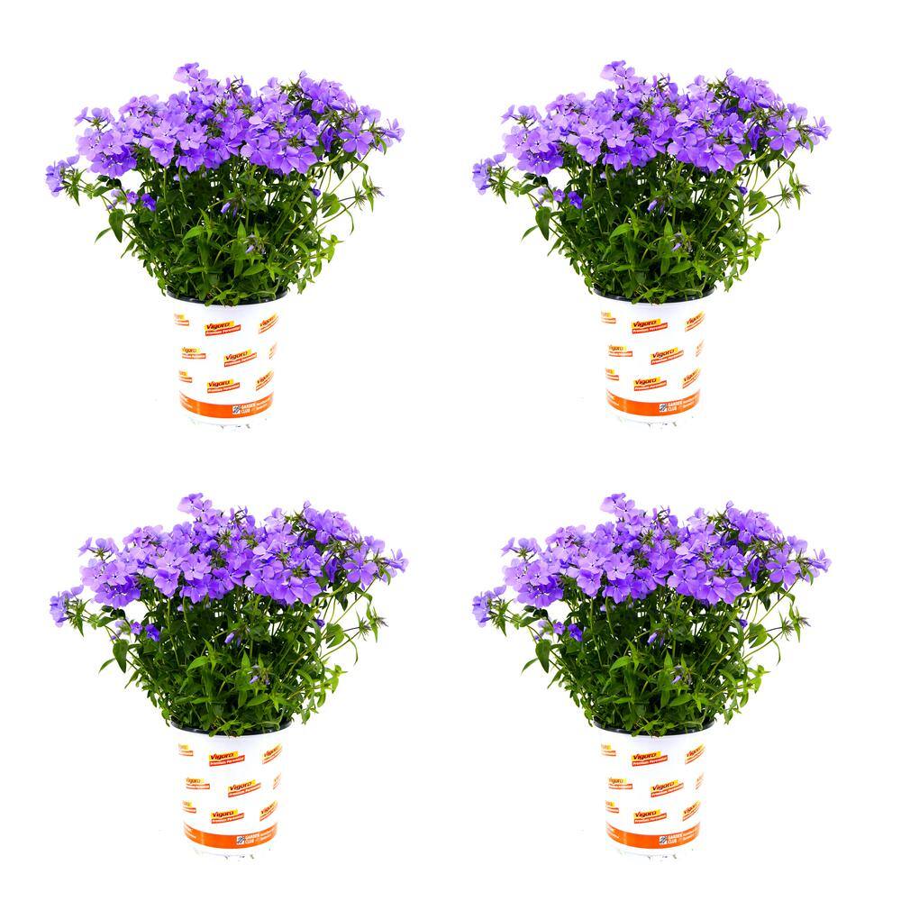 Reviews for Vigoro 2.5 Qt. Phlox Divaricata Blue Moon Ground Cover